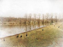 Près de Saint Jean Pla de Corts, Vallespir Canards