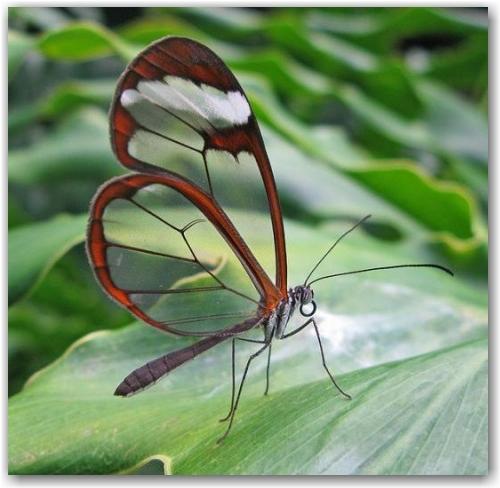 transparent_butterfly_1