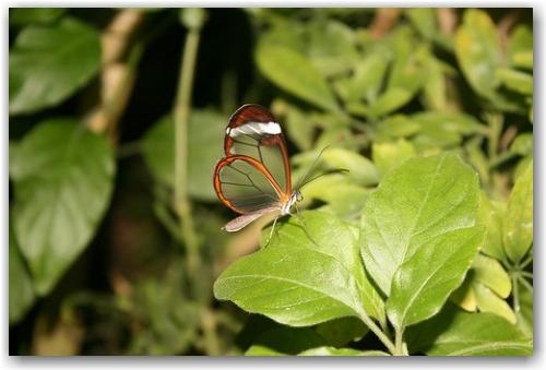transparent_butterfly_2