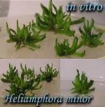 Heliamphora - In vitro