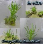 Drosophylum lusitanicum - In vitro