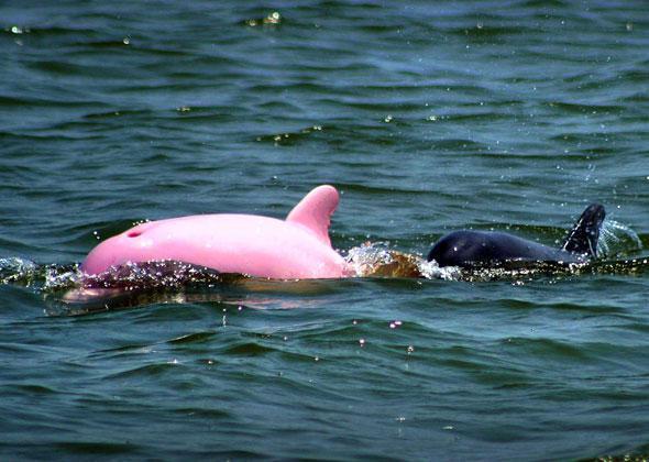 Un dauphin rose découvert dans un lac de Louisiane