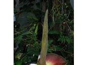 Amorphophallus lambii fleur dans serres parc Tête d'Or Lyon