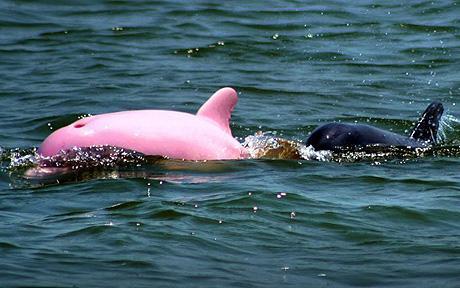 photo pinky dauphin rose
