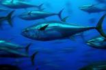 Pêche gogo main basse ressources halieutiques… nouveau d’alarme