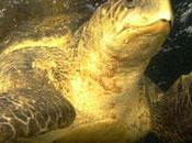 Inde construction d’un port danger tortues