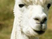 images, alpaga coiffé comme caniche