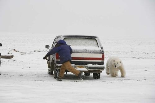 ours blanc vs homme à la course