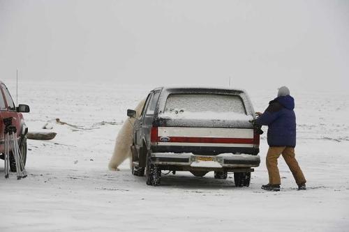 ours blanc vs homme à la course