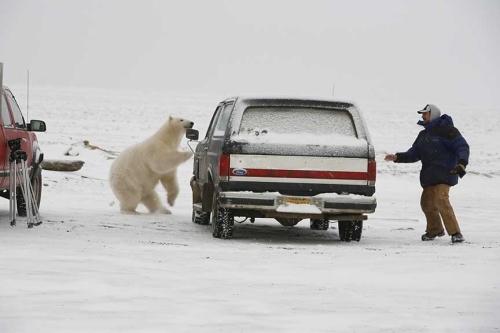 ours blanc vs homme à la course