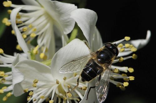 Une fleur blanche et une abeille