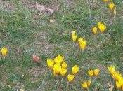 Premiers crocus dans Paris