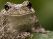 "hôtel passe" pour grenouilles