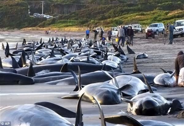 54 baleines sauvées sur les 200 échouées