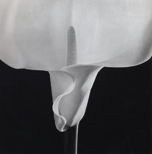 mapplethorpe_1.jpg