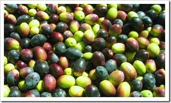 marché-provence-olives