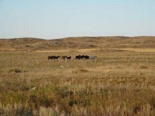 Découvertes plus anciennes traces domestication cheval