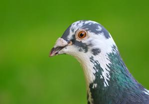 Les pigeons et la résiliation du bail
