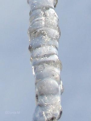 La Chaux-de-Fonds: 8 mars 2009 stalactite