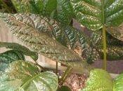 Dorstenia brasiliensis, rarete enfin disponible