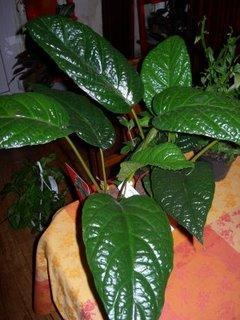 Dorstenia brasiliensis, une rarete enfin disponible