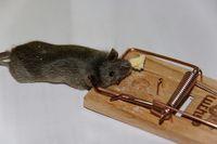 3118592231_e280ab16ac