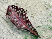 Malaisie curiosités