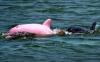 Le dauphin rose / pink dolphin