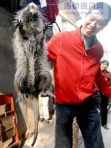 Un rat géant capturé en Chine !
