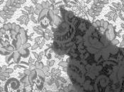 homme enferme chat dans bang pour fumer cannabis