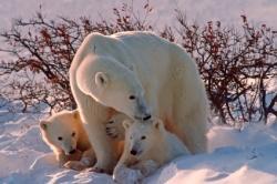 La première sortie de jeunes ours blancs immortalisée dans l'Arctique canadien, découvrez les images ours blancs famille