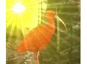 chant l’Ibis amarante