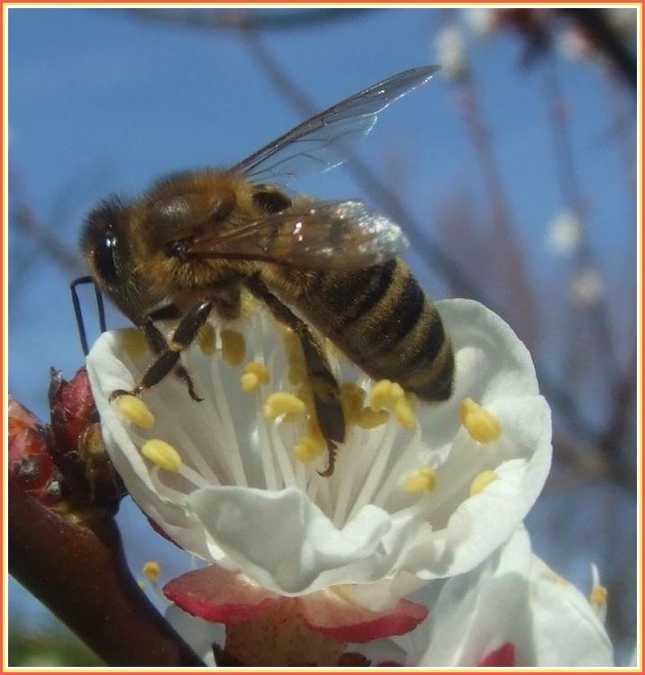 Le printemps est arrivé - et la taille continue toujours