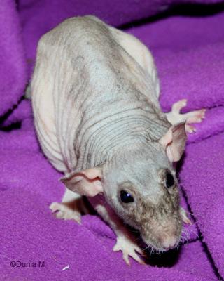 Rate de 23 mois ayant eu une attaque cérébrale AVC