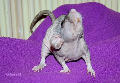 Rate de 23 mois ayant eu une attaque cérébrale AVC