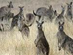 Un kangourou terrorise une famille