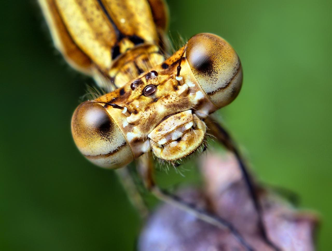 excellentes Macro-Photographies