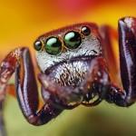 excellentes Macro-Photographies