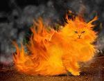 chat de feu