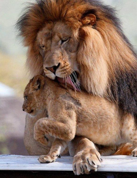 Une famille de lions