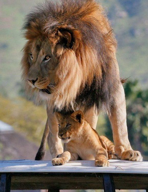 Une famille de lions