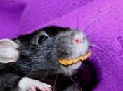 Rats: bébés Chillito