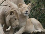 Lion blanc (Zoo Flèche)