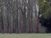 bois, espace deuxième.