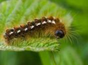Première découverte chenilles pratiquant l'automédication