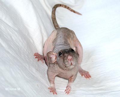 Lilas rate de 23 mois ayant fait un AVC