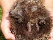 Découvrez images hérisson sans piquants