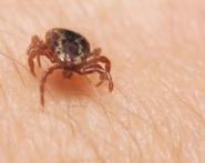 Vaccin en cours pour lutter contre les infections propagées par les tiques tique
