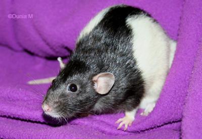 Caouette rate de 23 mois 