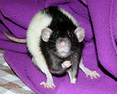 Caouette rate de 23 mois 